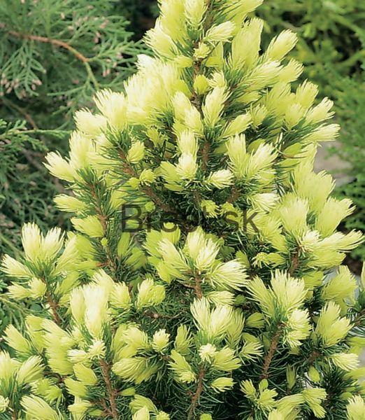 Picea glauca 'Daisy white'